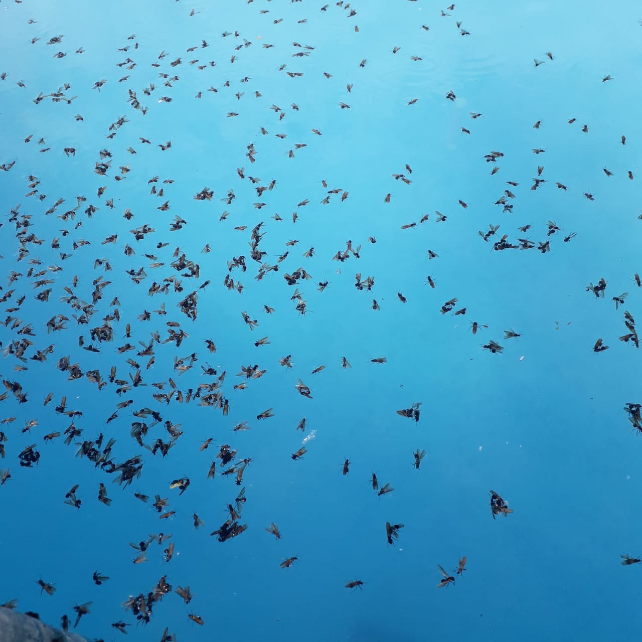 Patios y piletas repletos de insectos: ¿Qué son y qué daño pueden hacer?